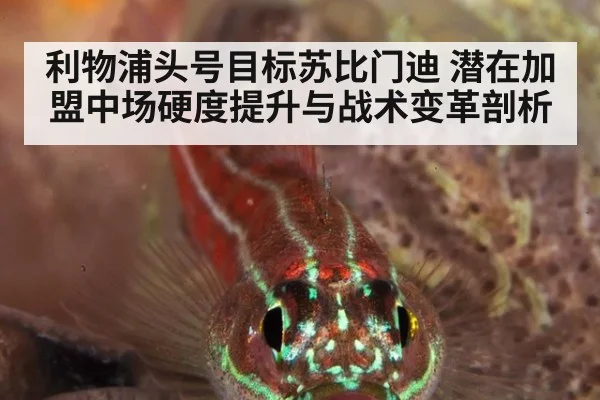 利物浦头号目标苏比门迪 潜在加盟中场硬度提升与战术变革剖析